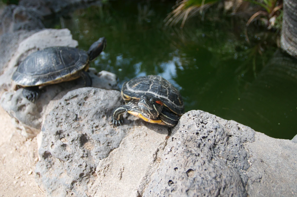 Turtle pond